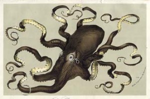 Van_houtte_octopus[1]