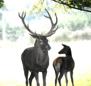 brame-du-cerf-parc-animalier-de-couleuvre_4006113